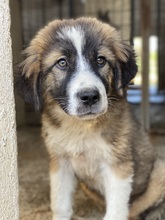 KROOS, Hund, Mischlingshund in Griechenland - Bild 21