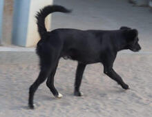 BOO, Hund, Mischlingshund in Portugal - Bild 5