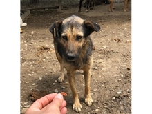 FELIZA, Hund, Mischlingshund in Rumänien