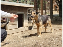 FELIZA, Hund, Mischlingshund in Rumänien - Bild 4