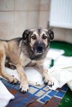 YUKI, Hund, Mischlingshund in Rumänien - Bild 4