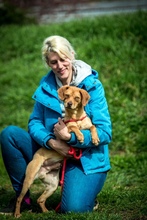 MARLOW, Hund, Mischlingshund in Ungarn - Bild 10