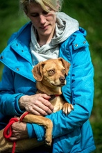 MARLOW, Hund, Mischlingshund in Ungarn - Bild 11