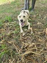 YULIA, Hund, Mischlingshund in Portugal - Bild 2