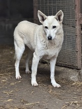 IRIE, Hund, Mischlingshund in Ungarn - Bild 2