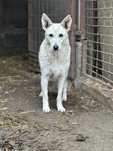 IRIE, Hund, Mischlingshund in Ungarn - Bild 3