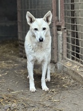 IRIE, Hund, Mischlingshund in Ungarn - Bild 4