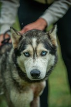 POSEIDON, Hund, Siberian Husky in Ungarn - Bild 1