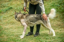 POSEIDON, Hund, Siberian Husky in Ungarn - Bild 2