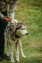 POSEIDON, Hund, Siberian Husky in Ungarn - Bild 3