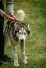 POSEIDON, Hund, Siberian Husky in Ungarn - Bild 4