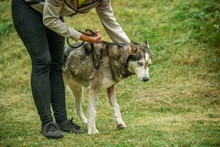 POSEIDON, Hund, Siberian Husky in Ungarn - Bild 5