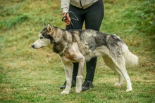 POSEIDON, Hund, Siberian Husky in Ungarn - Bild 6