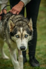 POSEIDON, Hund, Siberian Husky in Ungarn - Bild 7