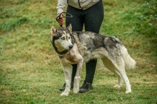 POSEIDON, Hund, Siberian Husky in Ungarn - Bild 8