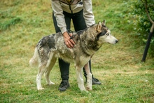 POSEIDON, Hund, Siberian Husky in Ungarn - Bild 9