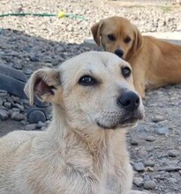 ANTON, Hund, Mischlingshund in Rumänien - Bild 10