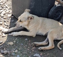 ANTON, Hund, Mischlingshund in Rumänien - Bild 2