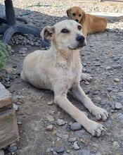 ANTON, Hund, Mischlingshund in Rumänien - Bild 3