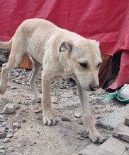 ANTON, Hund, Mischlingshund in Rumänien - Bild 4