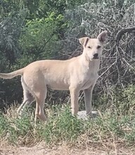 ANTON, Hund, Mischlingshund in Rumänien - Bild 5