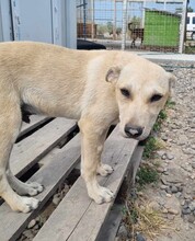 ANTON, Hund, Mischlingshund in Rumänien - Bild 9