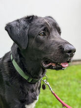 MIKAS, Hund, Labrador-Mix in Bonn - Bild 2