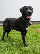 MIKAS, Hund, Labrador-Mix in Bonn - Bild 3