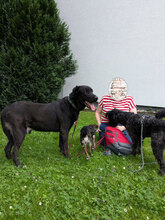 MIKAS, Hund, Labrador-Mix in Bonn - Bild 4