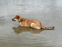 LEXIE, Hund, Podenco-Mix in Altenburg - Bild 13