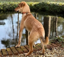 LEXIE, Hund, Podenco-Mix in Altenburg - Bild 2