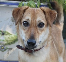 LEXIE, Hund, Podenco-Mix in Altenburg - Bild 3