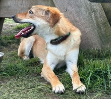 LEXIE, Hund, Podenco-Mix in Altenburg - Bild 9