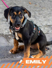 EMILY, Hund, Mischlingshund in Bulgarien