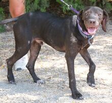 JOSHUA, Hund, Mischlingshund in Zypern - Bild 11