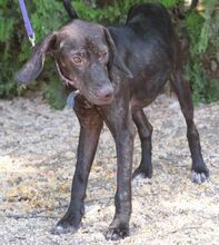 JOSHUA, Hund, Mischlingshund in Zypern - Bild 3