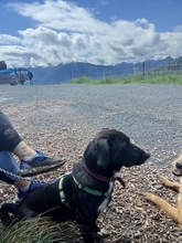 RUDY, Hund, Mischlingshund in Dürrlauingen - Bild 2