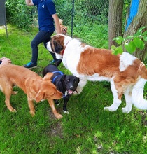 RUDY, Hund, Mischlingshund in Dürrlauingen - Bild 4