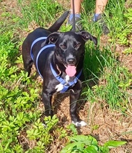 RUDY, Hund, Mischlingshund in Dürrlauingen - Bild 5