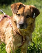 CODY, Hund, Mischlingshund in Kroatien