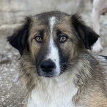 POPPI, Hund, Mischlingshund in Griechenland - Bild 1