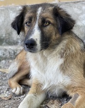 POPPI, Hund, Mischlingshund in Griechenland - Bild 2