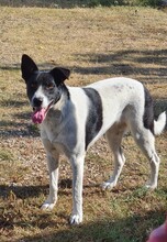 LUNA, Hund, Mischlingshund in Griechenland - Bild 1