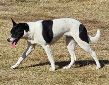 LUNA, Hund, Mischlingshund in Griechenland - Bild 2