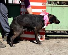 DONATELA, Hund, Mischlingshund in Slowakische Republik - Bild 6