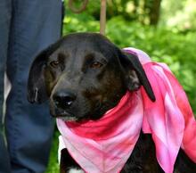 DONATELA, Hund, Mischlingshund in Slowakische Republik - Bild 9