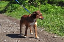 SCARLETS216, Hund, Mischlingshund in Slowakische Republik - Bild 11