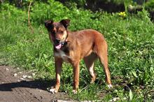 SCARLETS216, Hund, Mischlingshund in Slowakische Republik - Bild 2