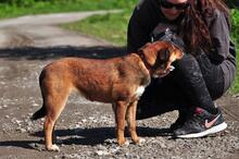 SCARLETS216, Hund, Mischlingshund in Slowakische Republik - Bild 7