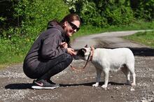 SIDNEYS217, Hund, Mischlingshund in Slowakische Republik - Bild 10